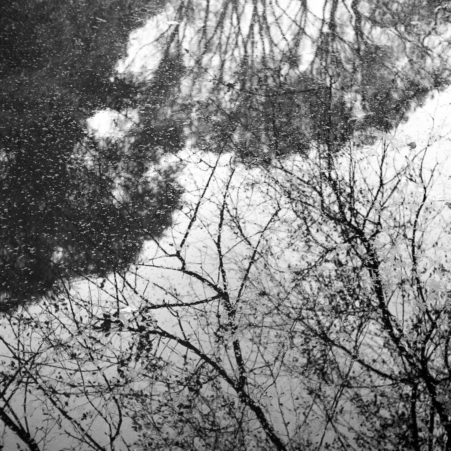 B&W image of tree branches reflected in a pond.