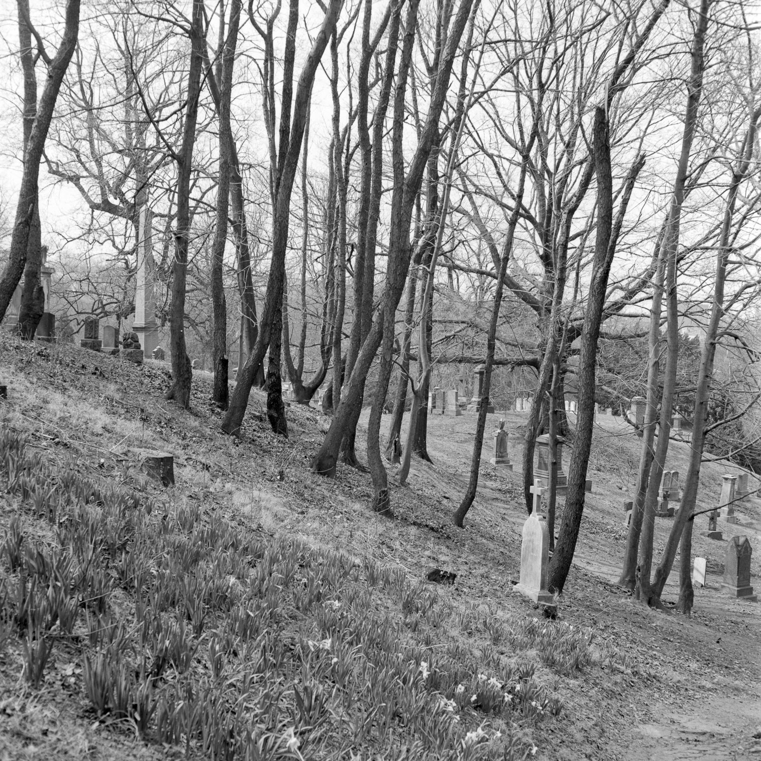 B&W image of trees growing alongside a hill with tombstones interspersed.