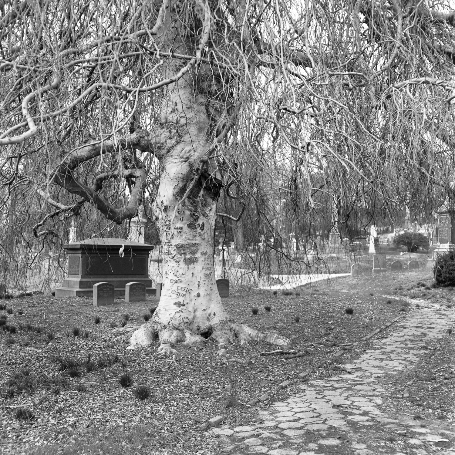 B&W image of an old white tree with names carved into it alongside which is a cobblestone path.