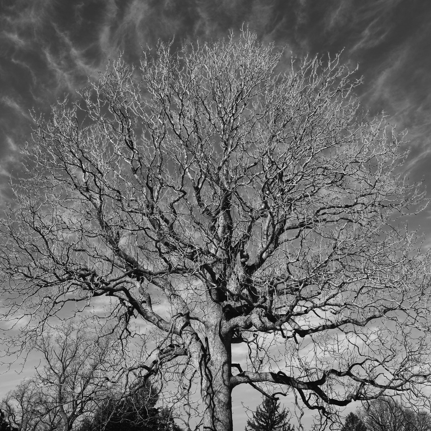 B&W image of large Oak tree with no leaves.