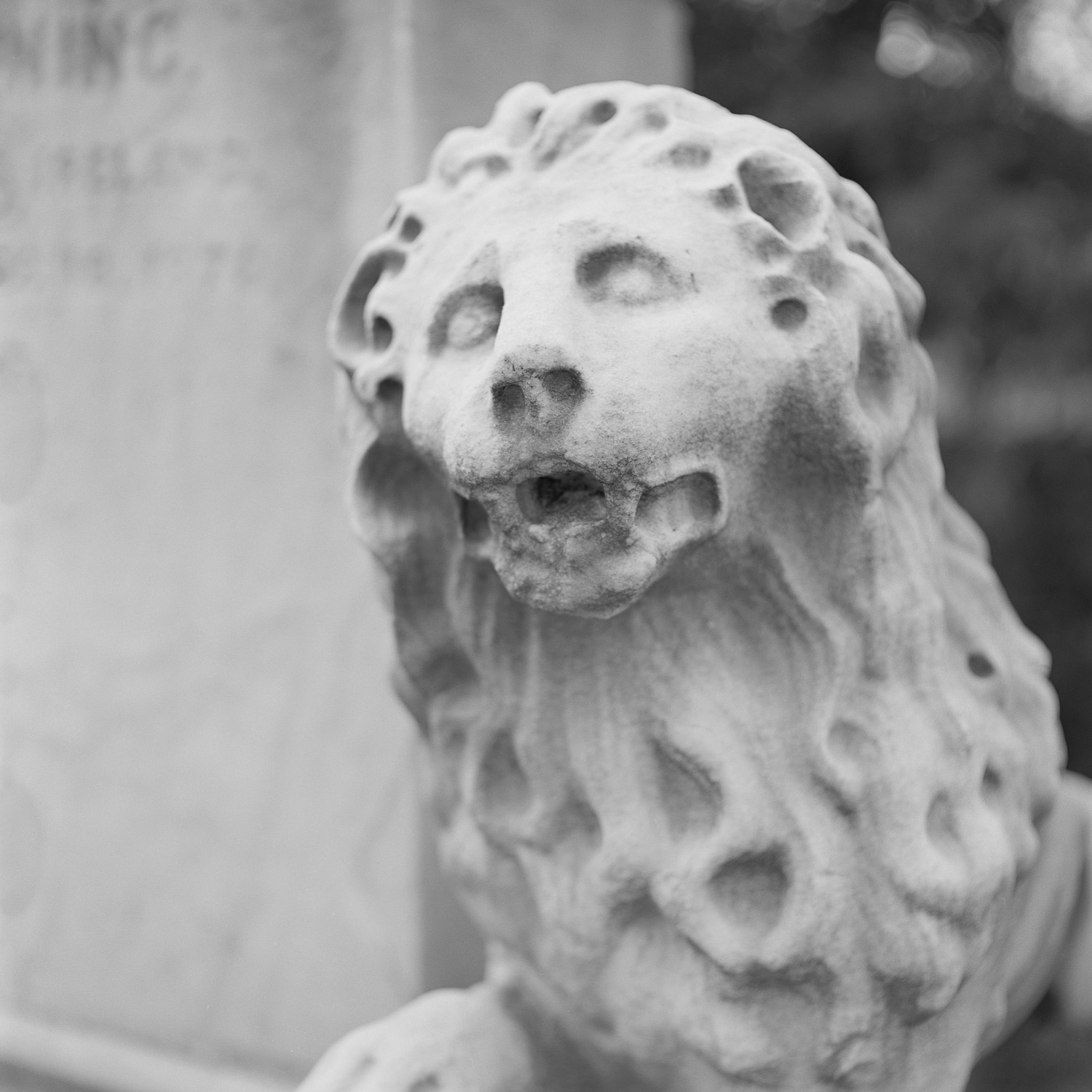 B&W image of a weathered white marble lion