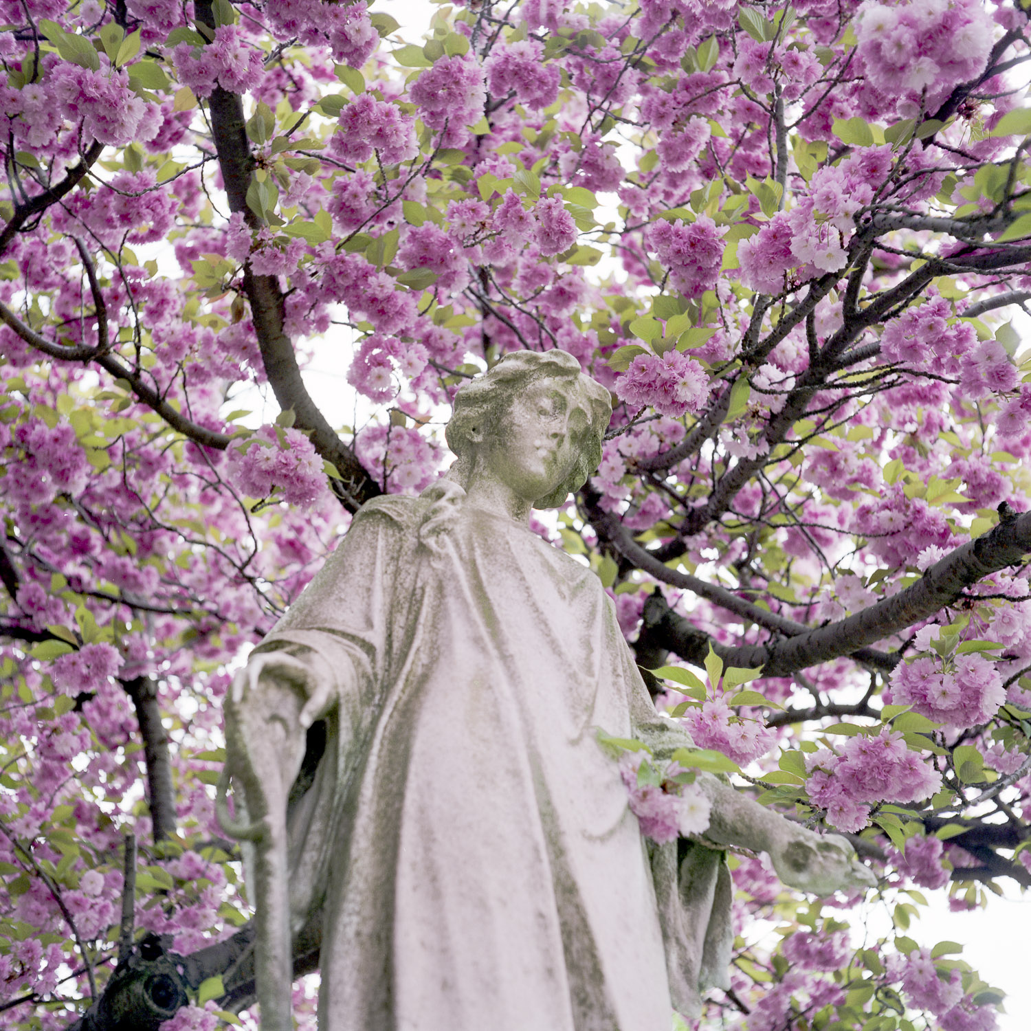 Color image of a standing stone statuary under a blooming Cherry Blossom tree.