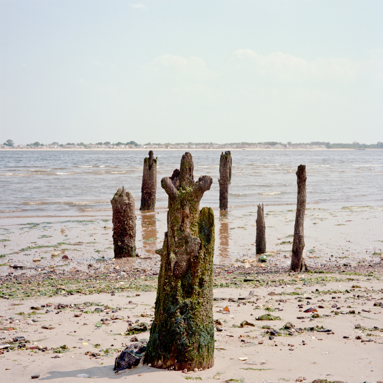 Color image of decaying wooden pilings on a beach in front of a body of water.