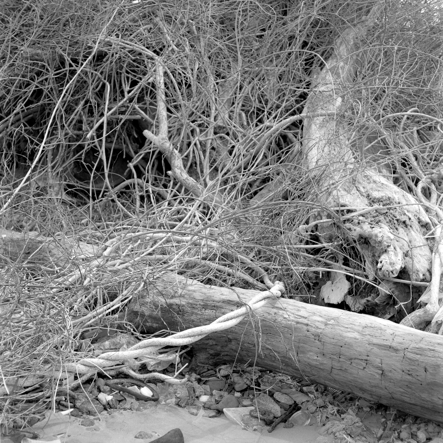 B&W image of twisted bare vines on a beach.