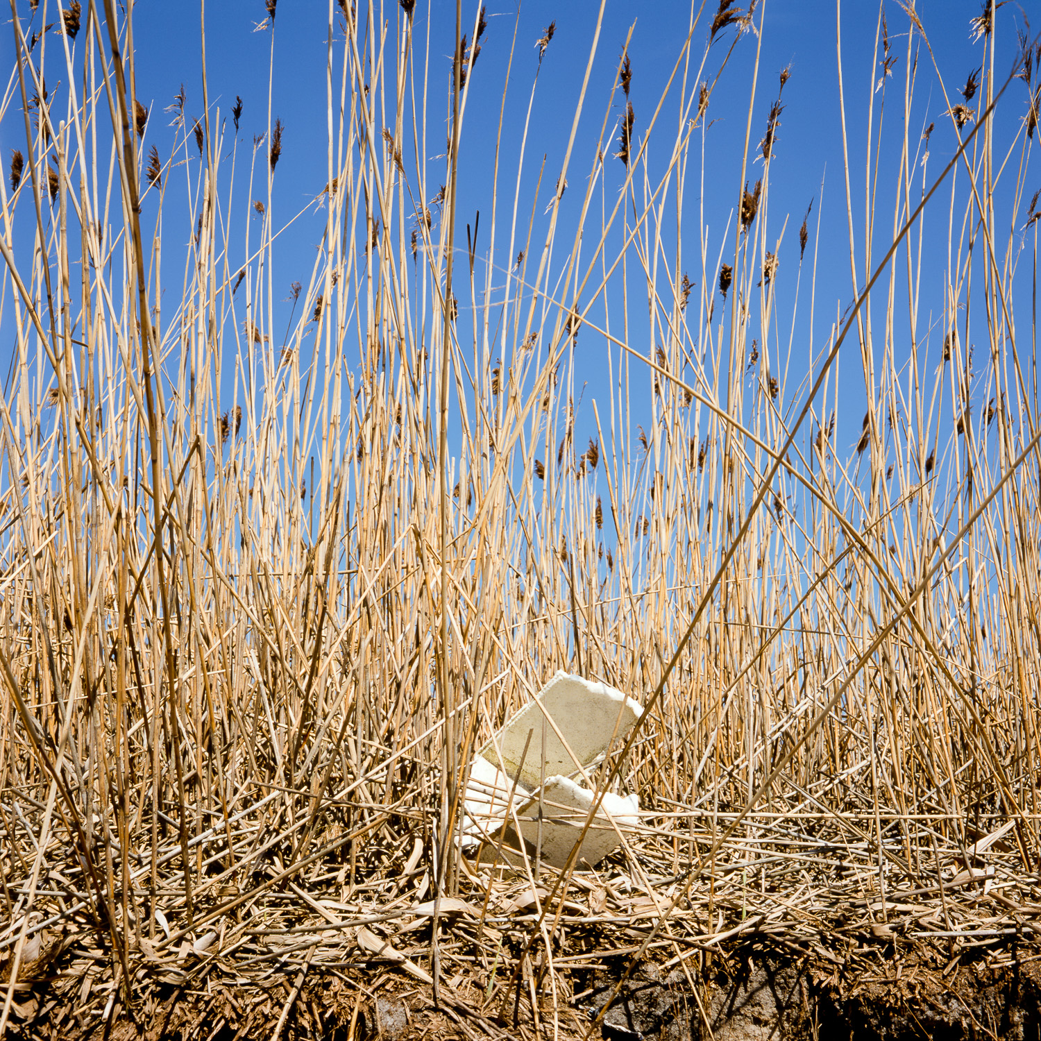 Color image of a styrofoam cooler wedged in a reeds beneath a blue sky.