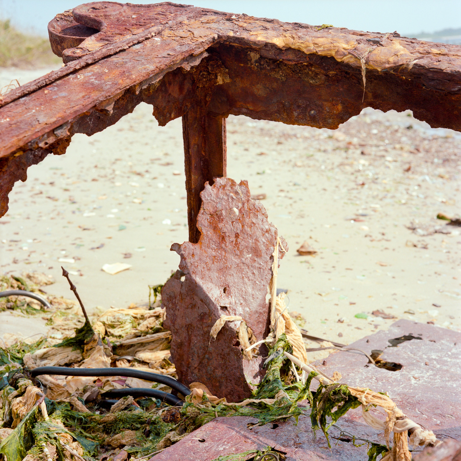 Color image of the frame of a safe with all its walls corroded away filled with seaweed and trash on a beach.