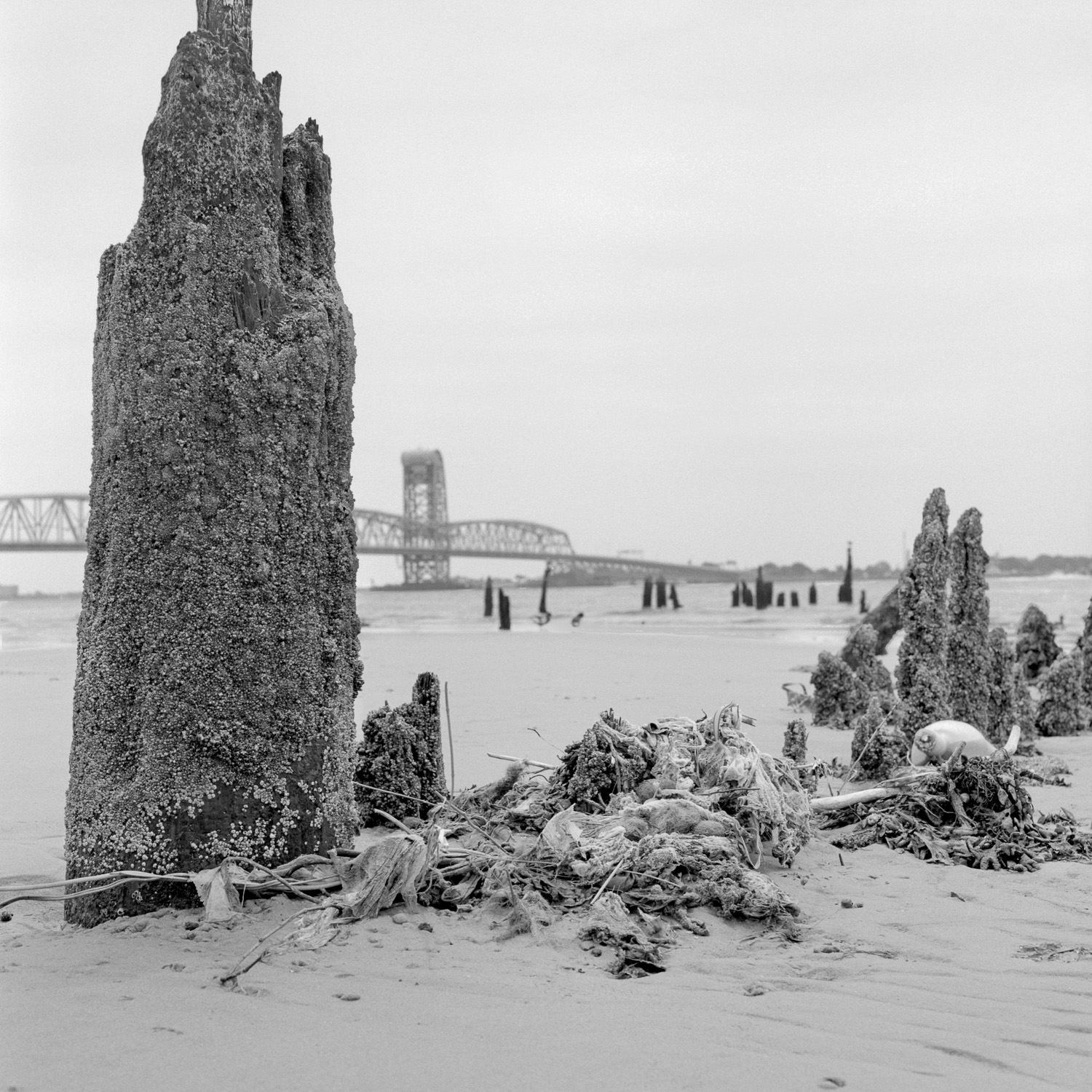 B&W image of a decaying wooden piling covered in barnacles on a beach alongside seatrash with a bridge in the background