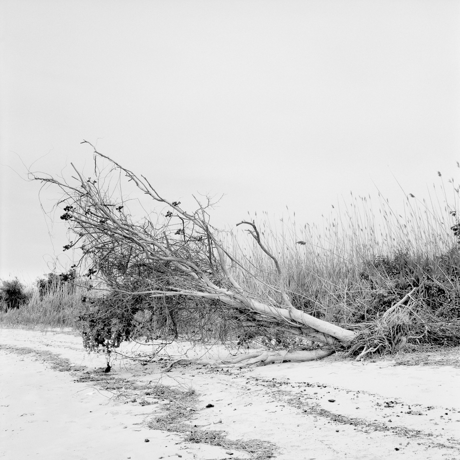 B&W image of a fallen white tree with black leaves on a white beach.