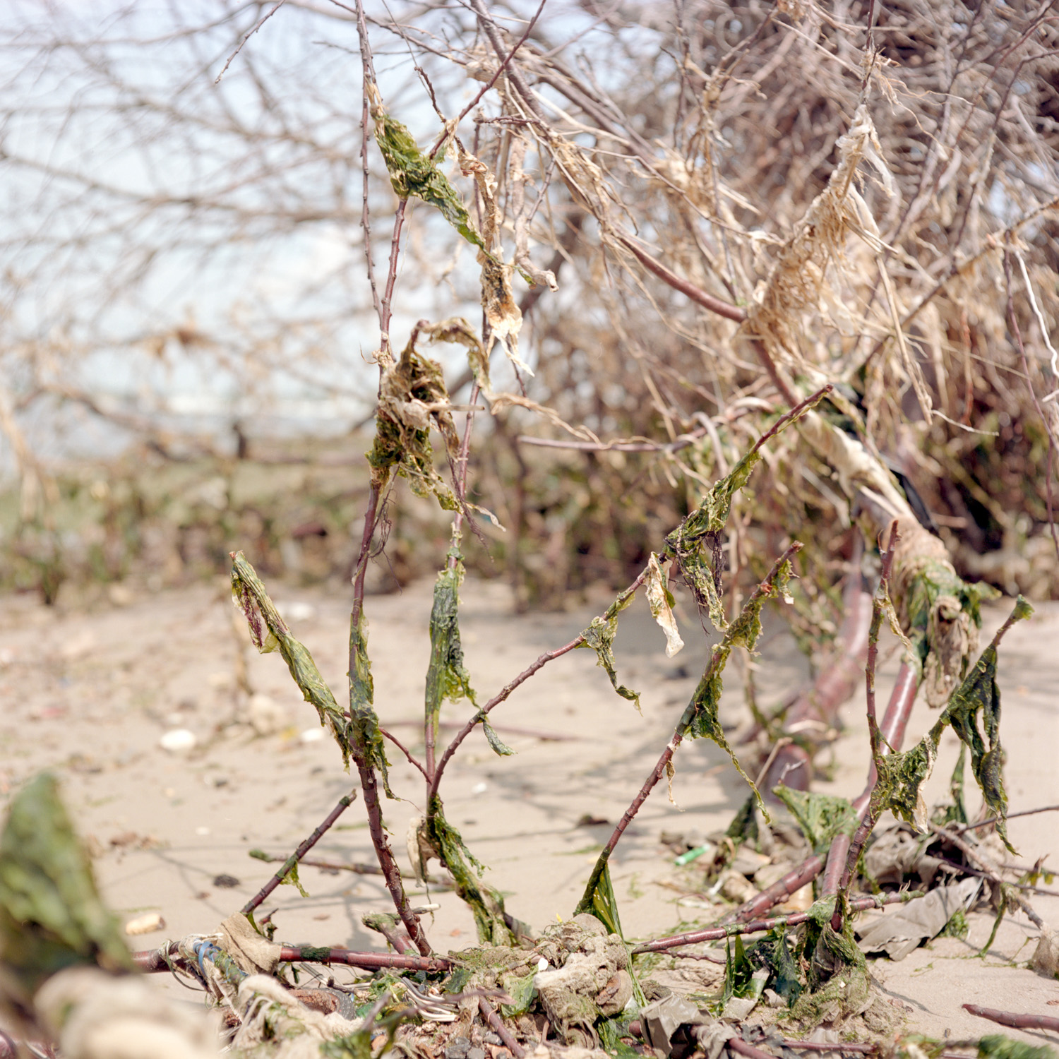 Color image of trash and seaweed caught in the branches of a tree.