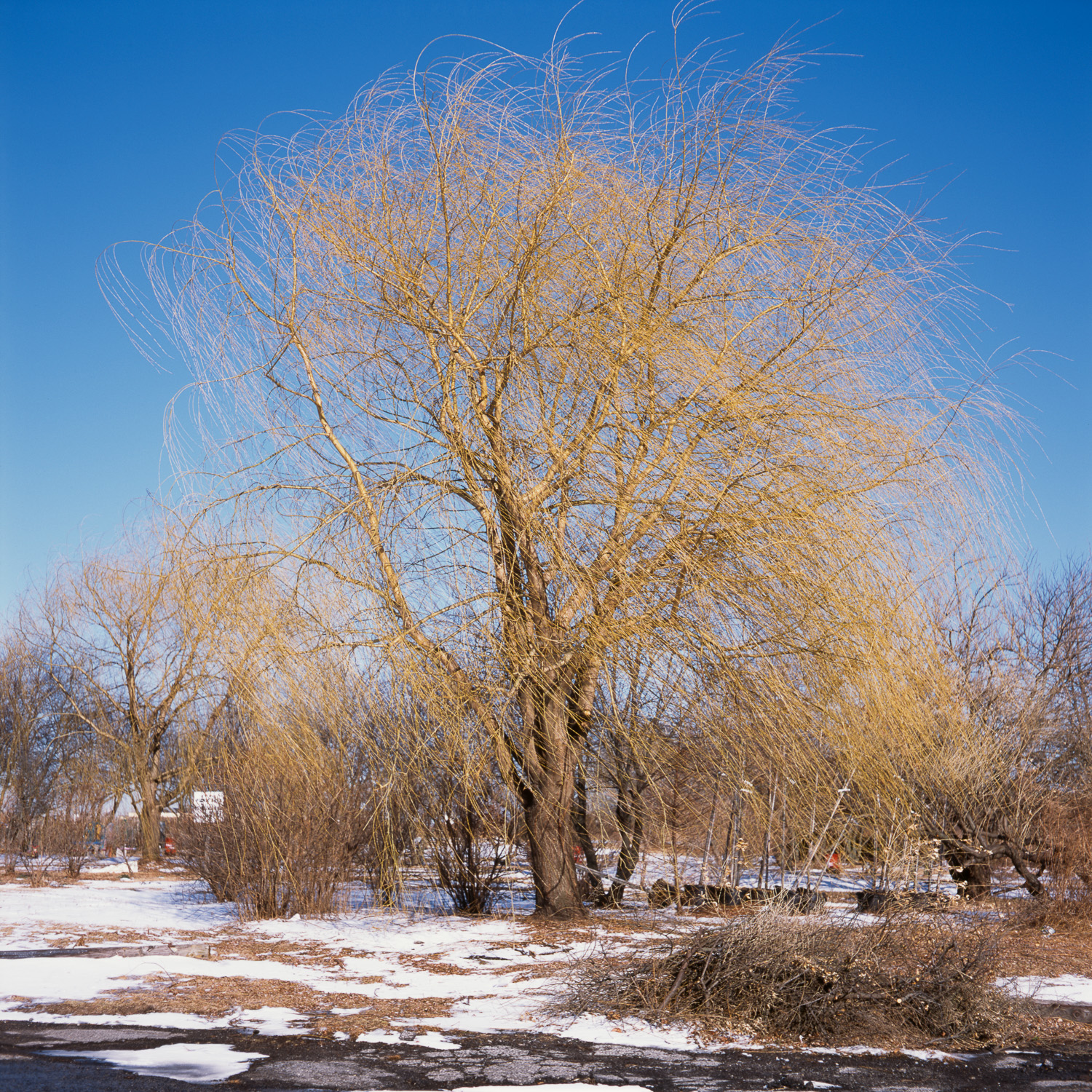 Color image of tree in winter with a yellow glow at sunset under a blue sky.