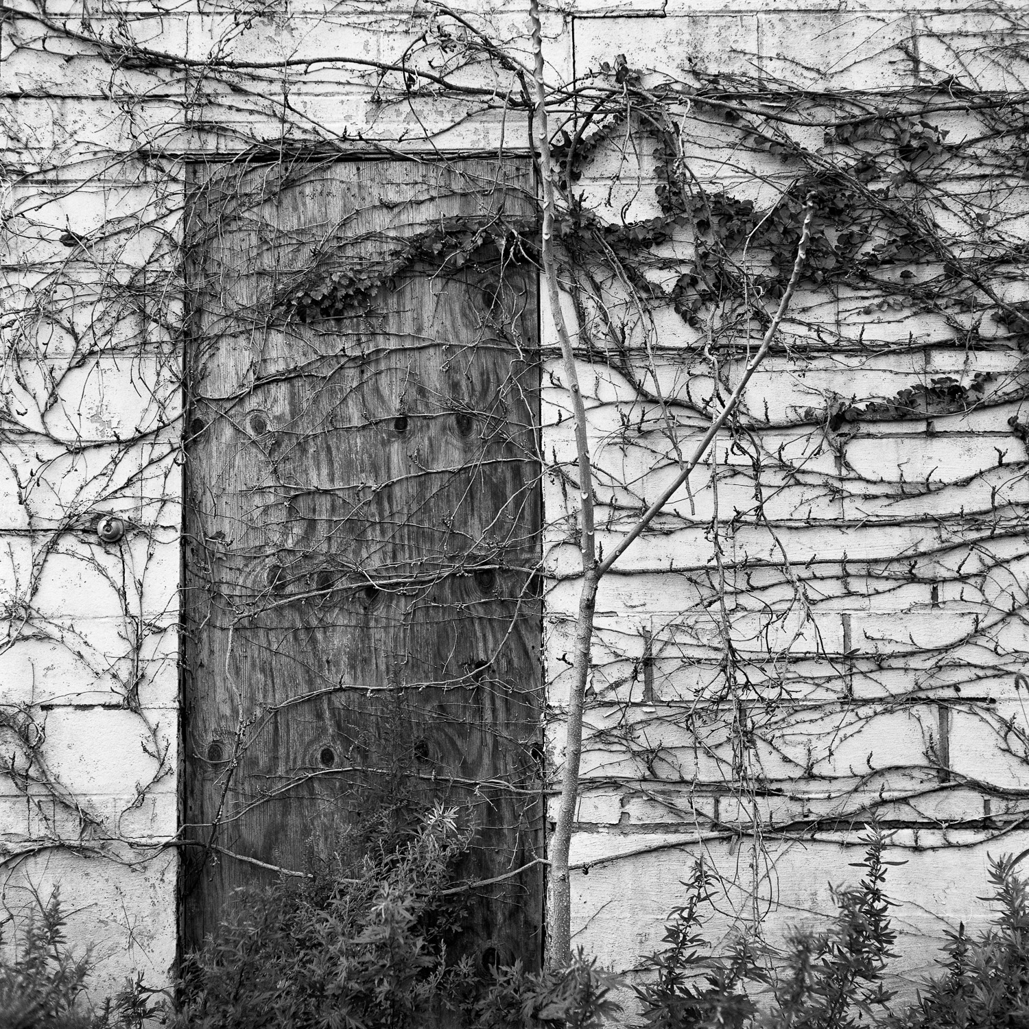 B&W image of a door boarded up with plywood with dead vines growing over it.