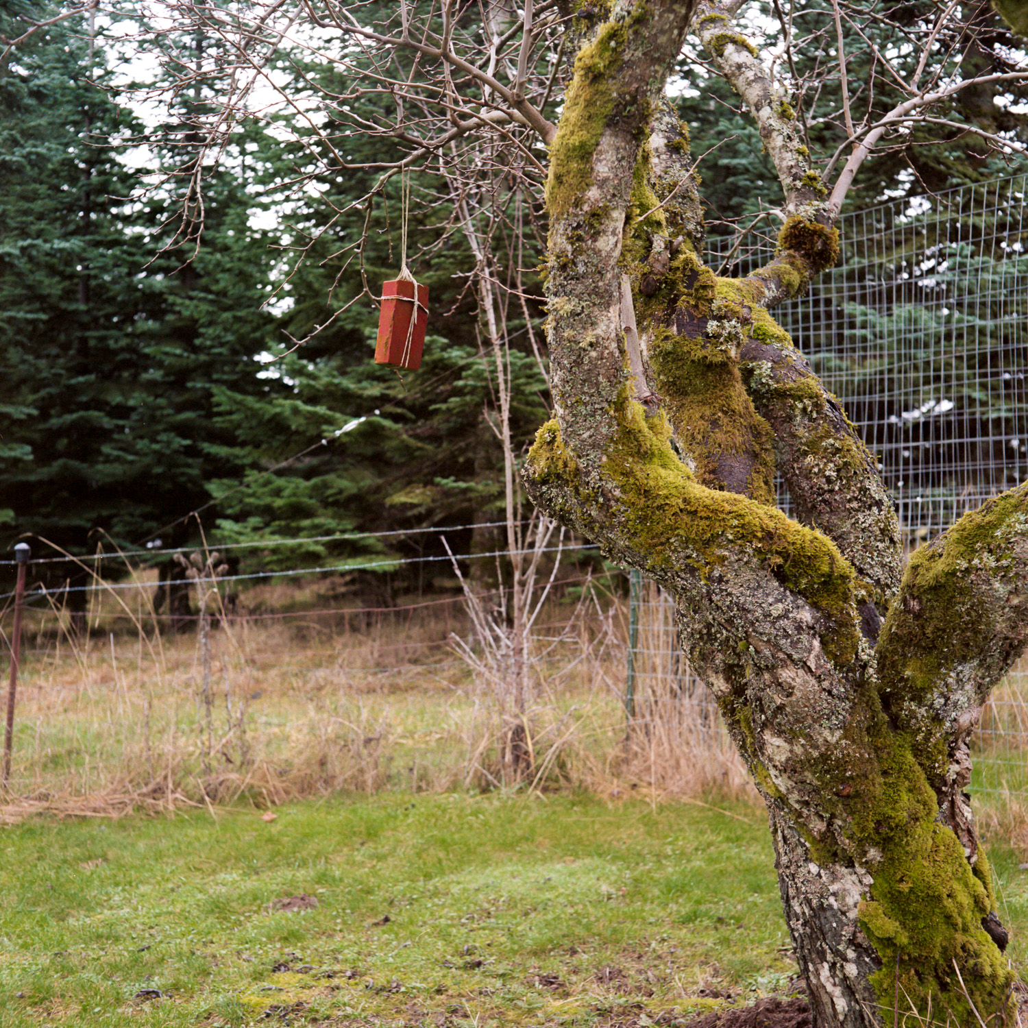 Color image of a brick hanging from a moss covered plum tree in the Winter.