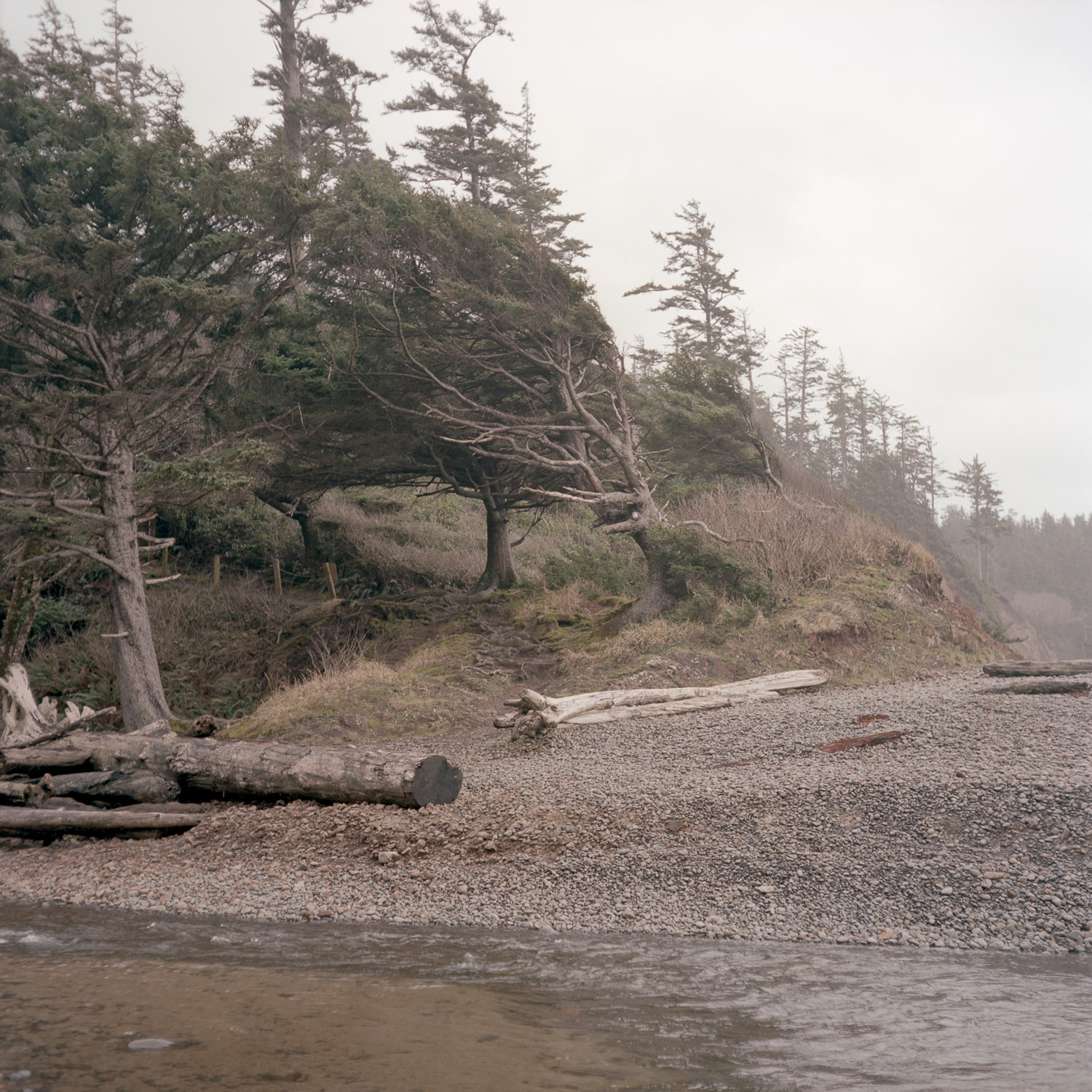 Color image of wind-bent pines on a rocky beach with logs strewn about.