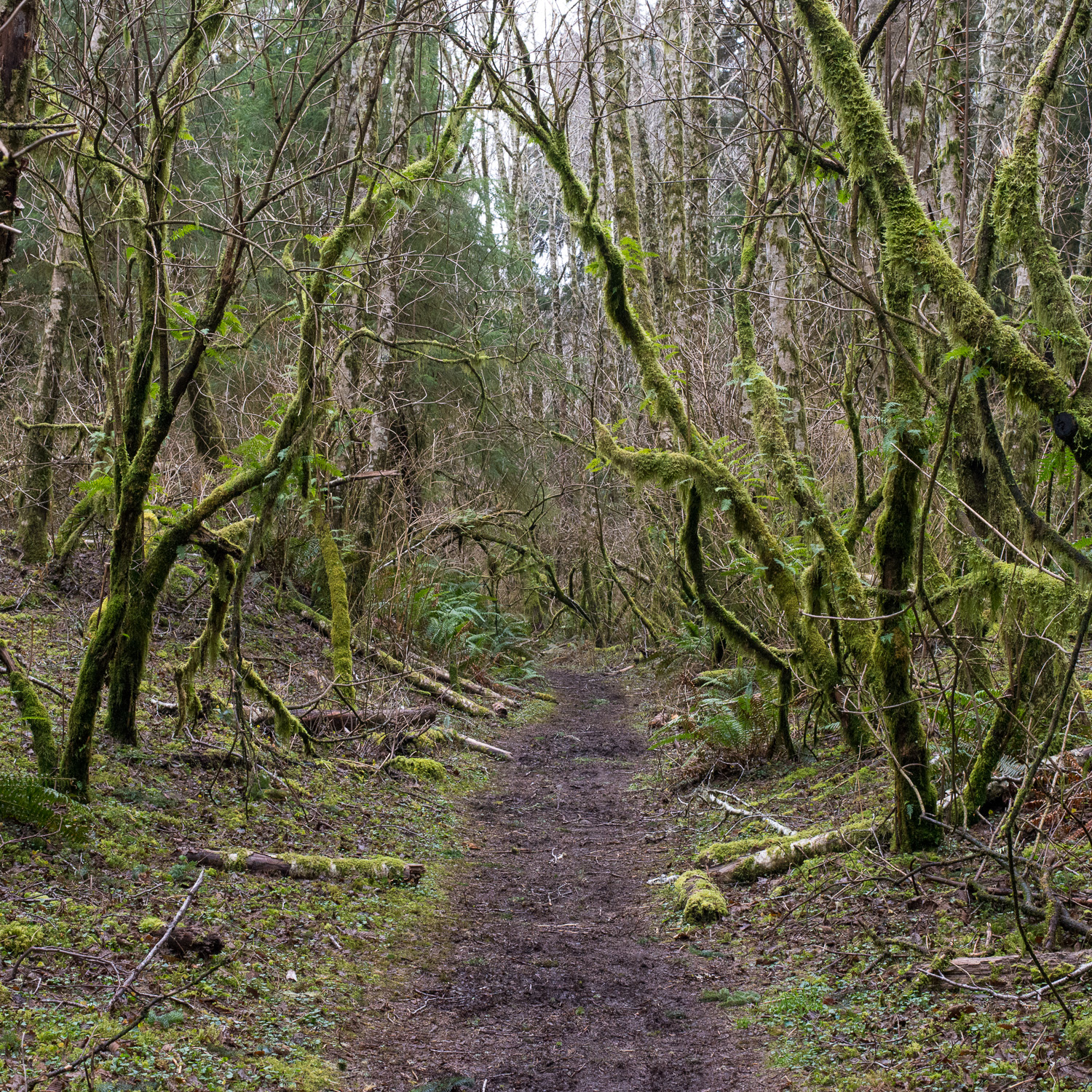 Color image of path leading under tree trunks covered in moss.