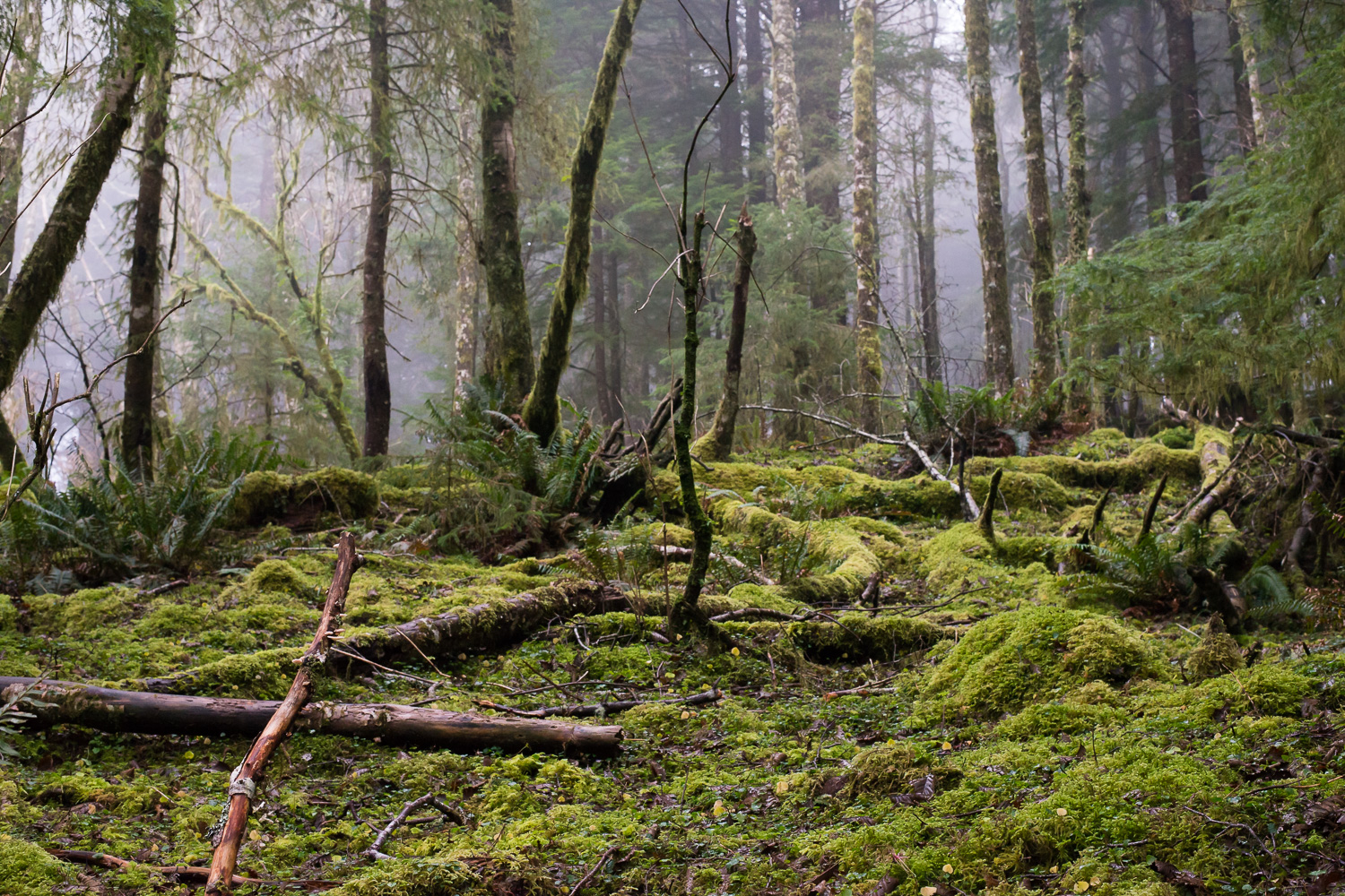 Color image of a mossy forest floor with tall skinny trees and fog in the background.