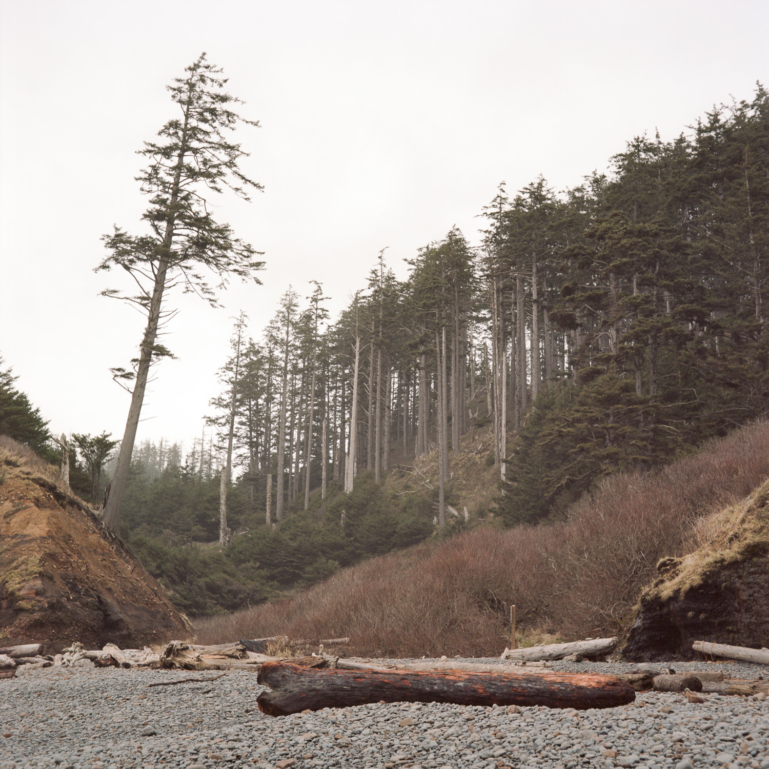 Color image of a lone Doug Fir tree apart from a copse of Doug Fir trees on a rocky beach.