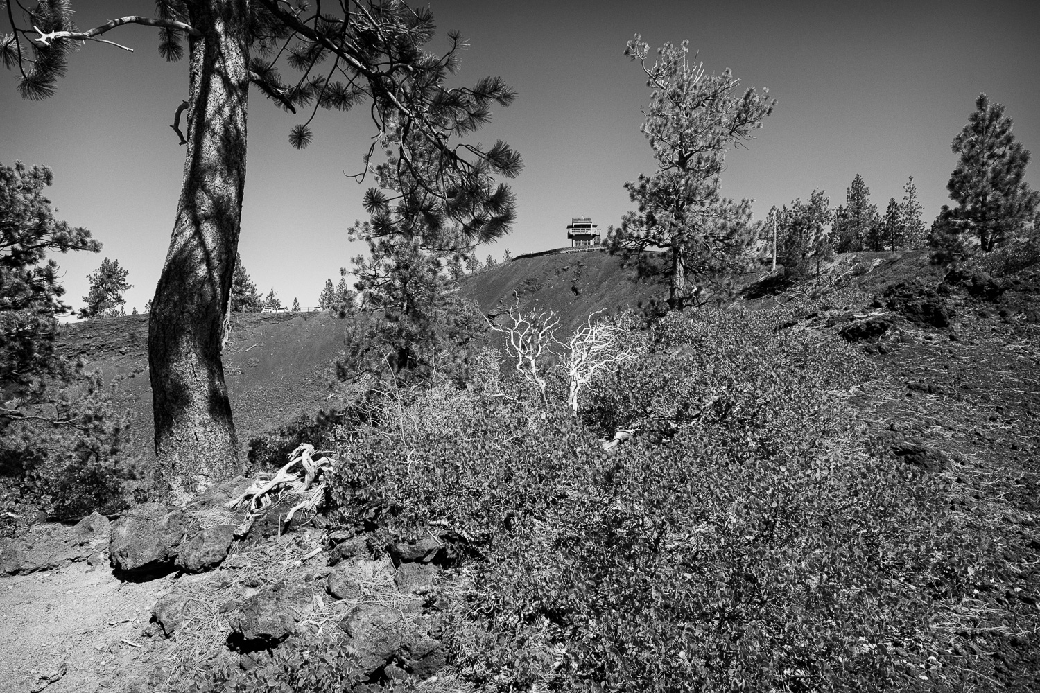 B&W image of fire lookout tower in the distance among Ponderosa Pine trees.