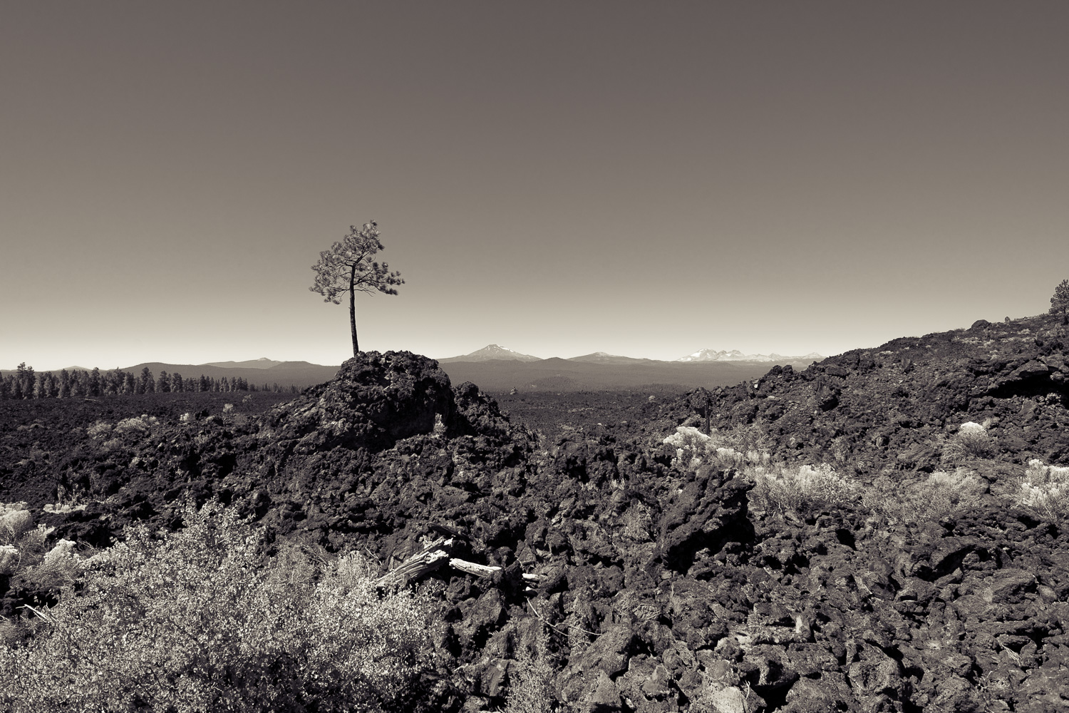 B&W image of a lone baby pine tree in a field of lava stone.