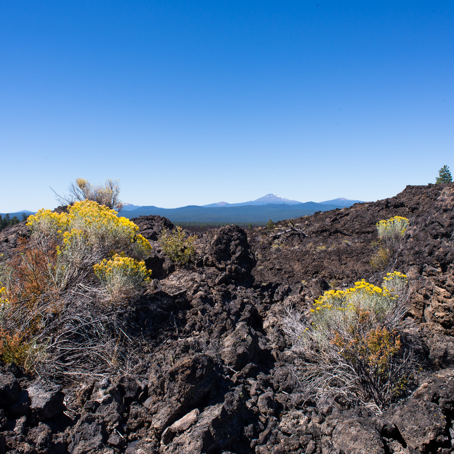 Color image of yellow wildflowers in a field of lava stone