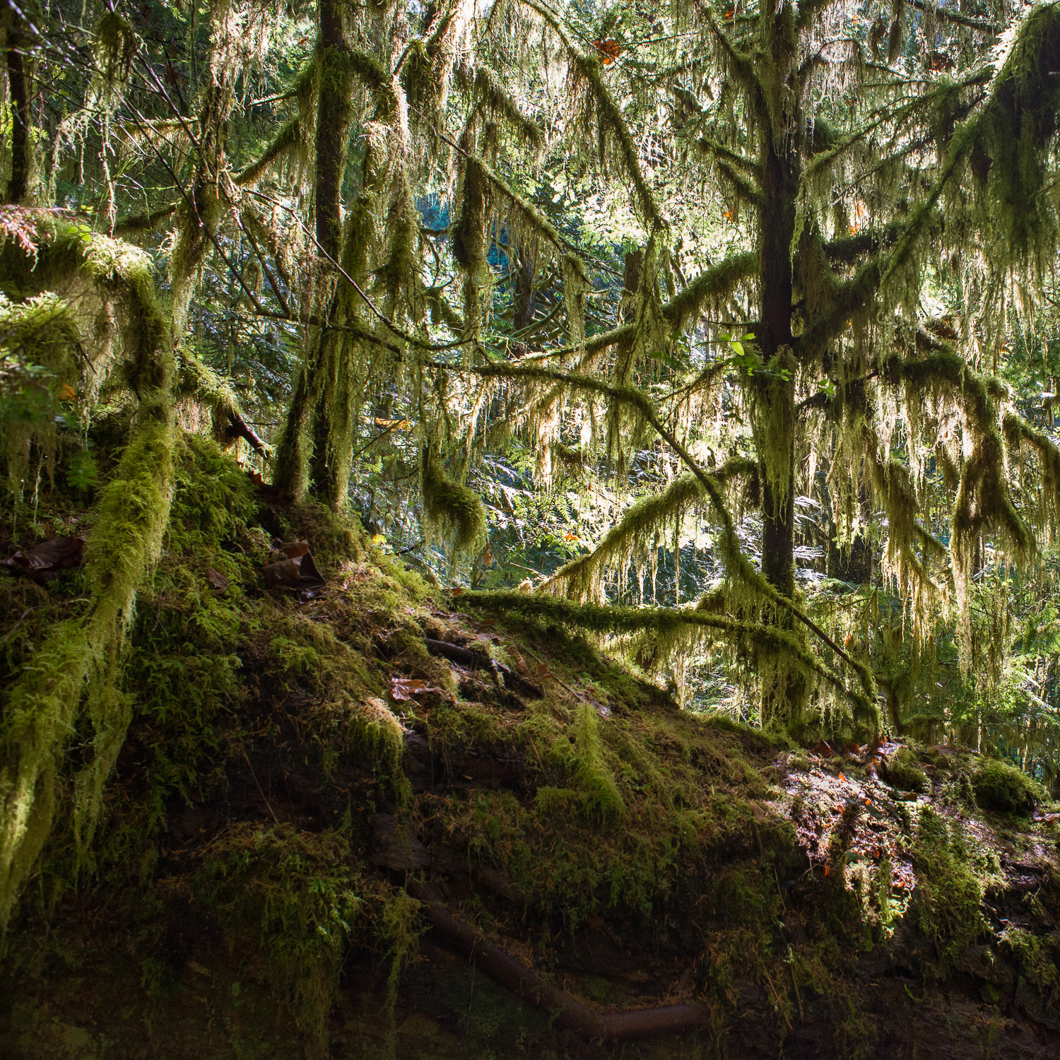 Color image of green moss covering the ground and tree branches with light shining towards the camera.