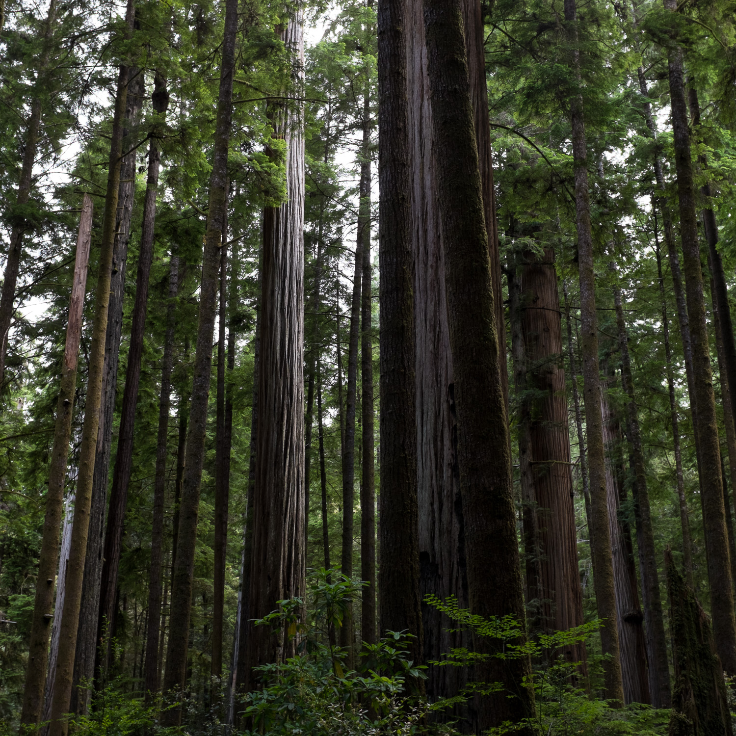 Color image of a copse of Redwood trees.