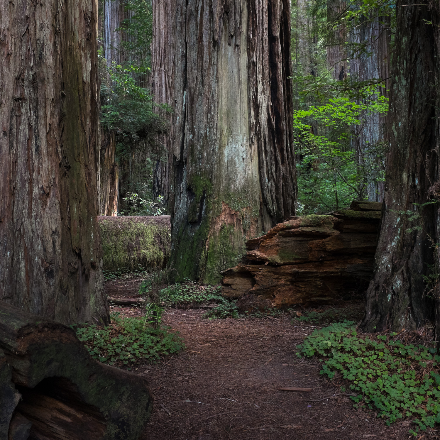 Color image of the base of 3 large Redwood trees with one fallen tree next to them.