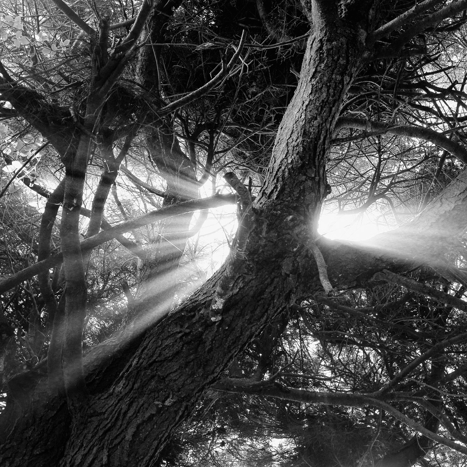 Color image of light breaking through tree cover.