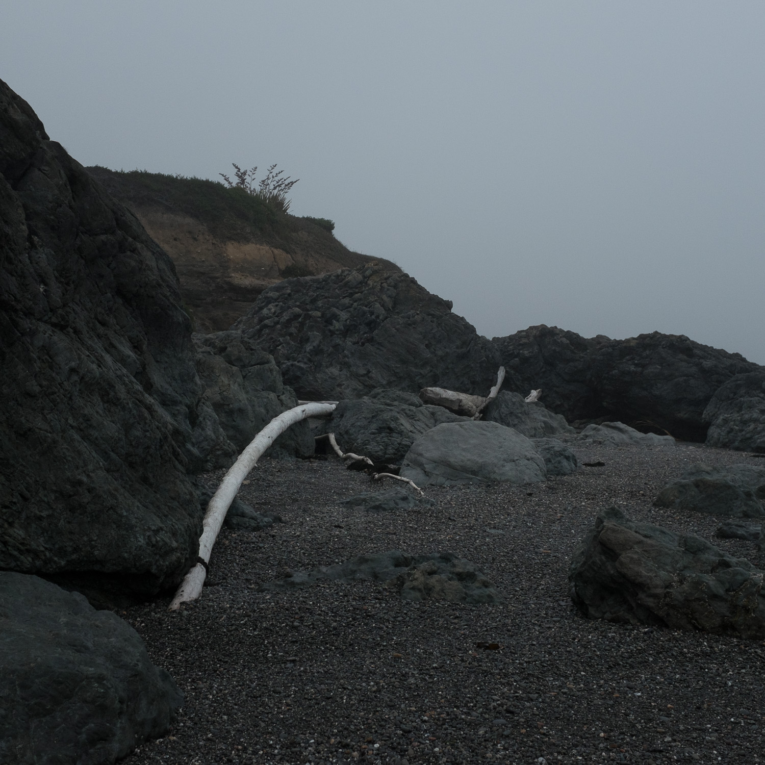 Color image of a white tree branch on volcanic rock on a beach at dusk.