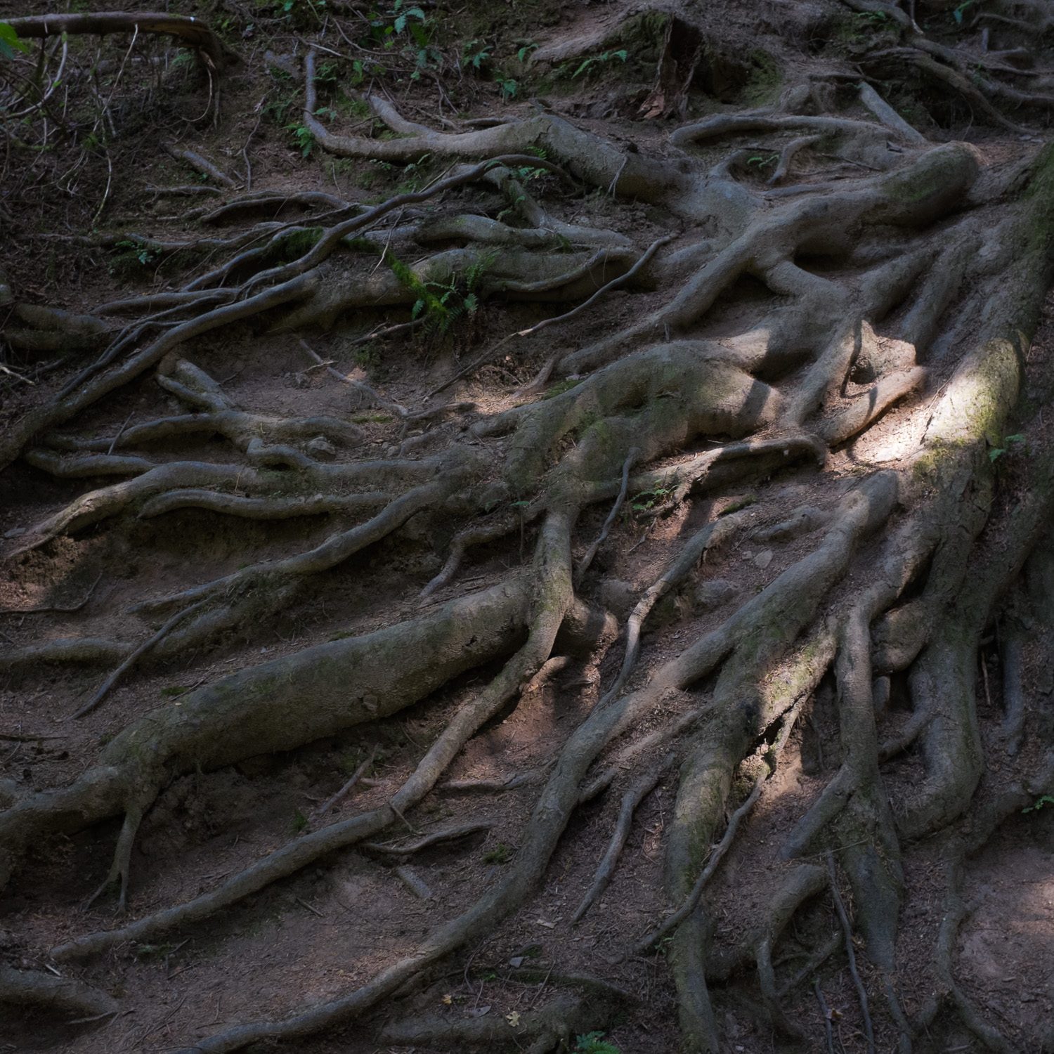 Color image of the roots of a tree in dappled sunlight.