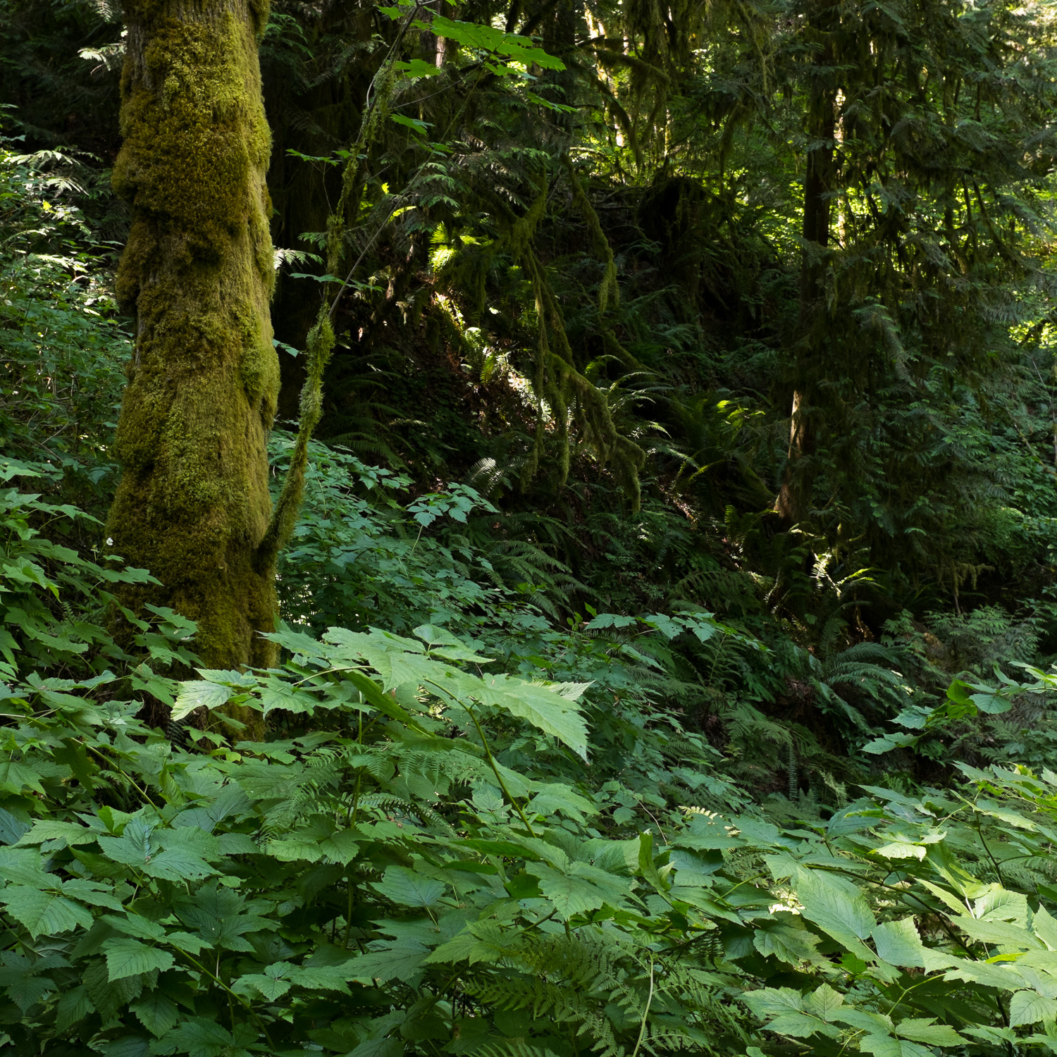 Color image of a tree trunk covered in moss amongst love green brush cover.