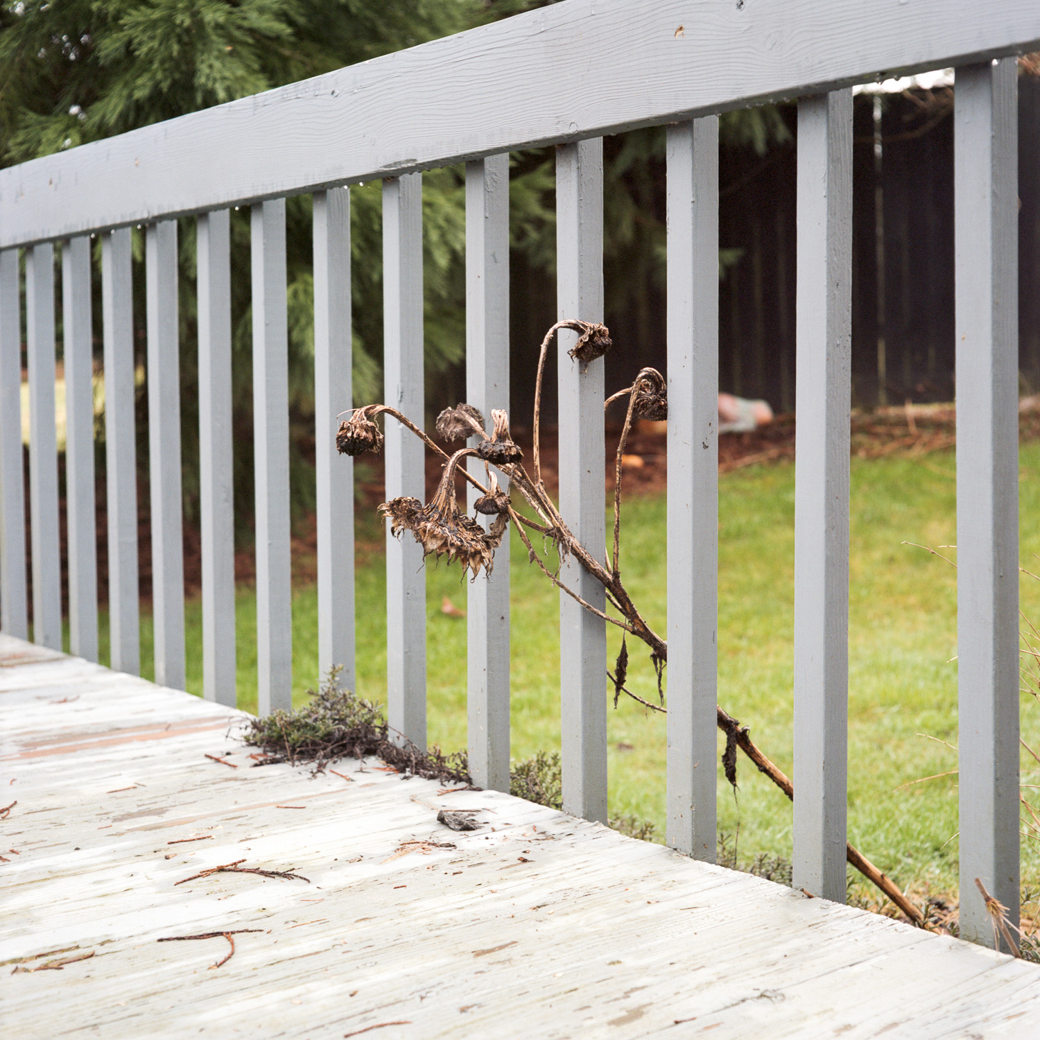 Color image of a dead sunflower resting on a grey fence of a deck.