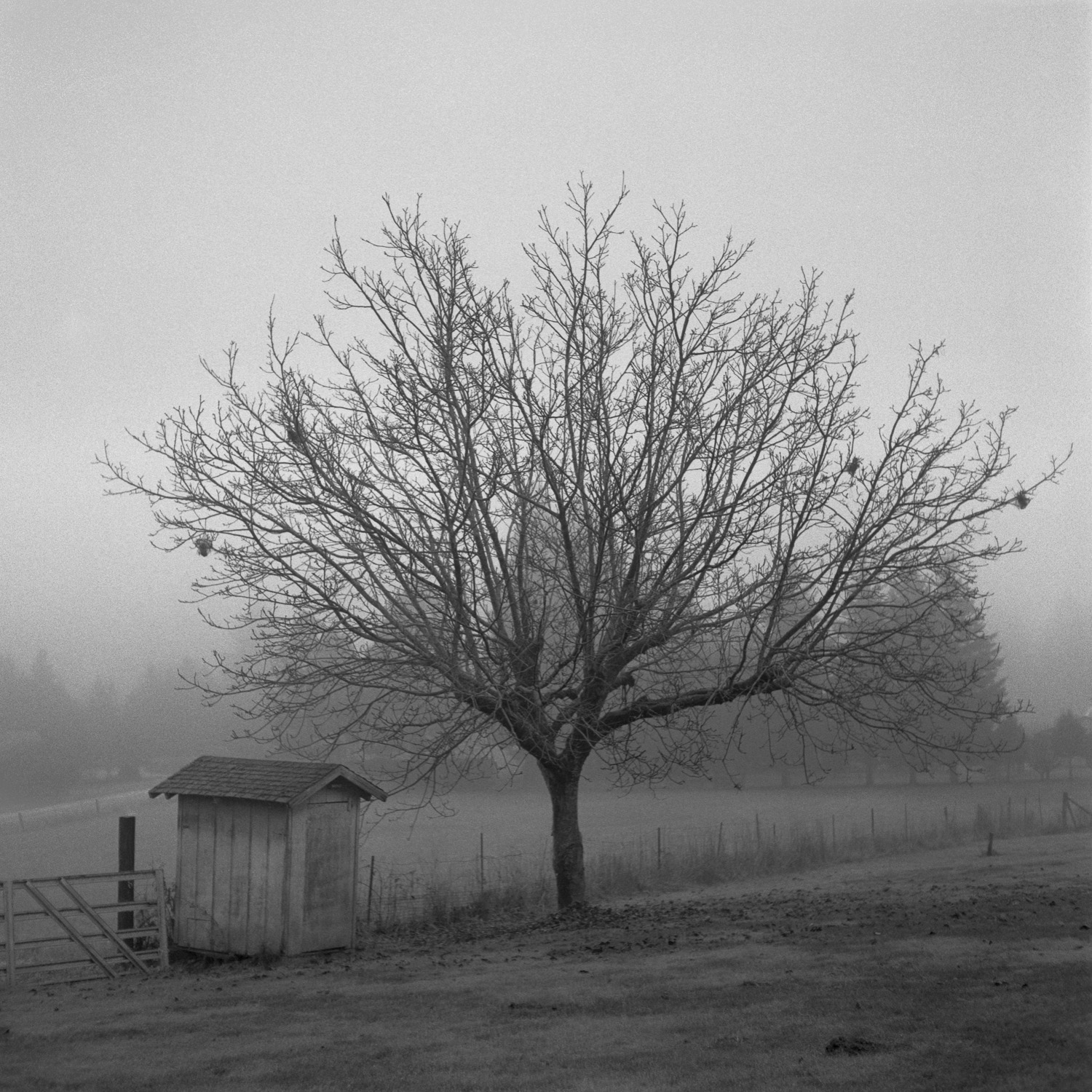 B&W image of a Walnut tree on a misty morning.