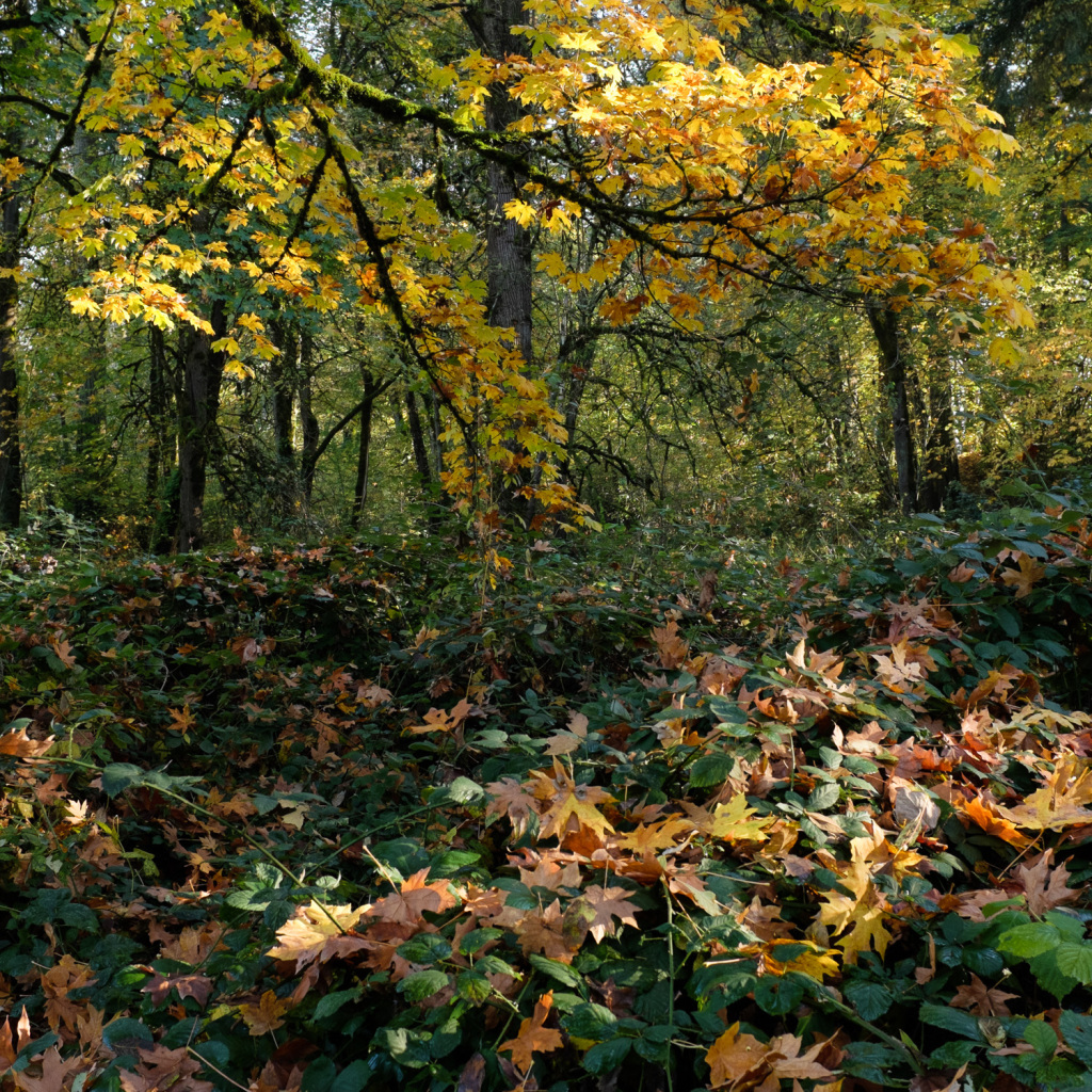 Fall Leaves in Champoeg, OR