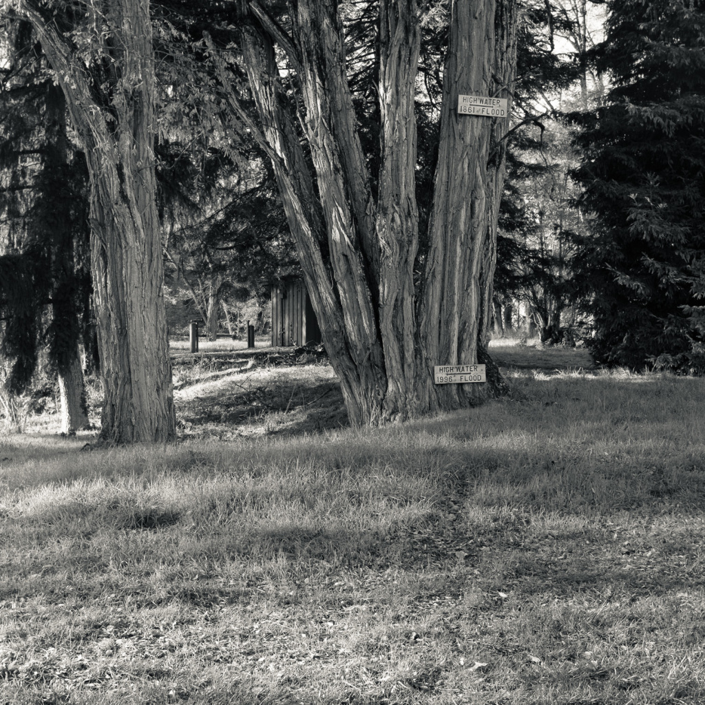 Large Tree with Flood Markers from 1861 and 1996, Champoeg, OR