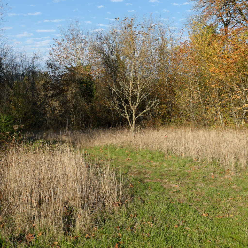 Green Grass, Fall Leaves and Blue Sky, Champoeg, OR