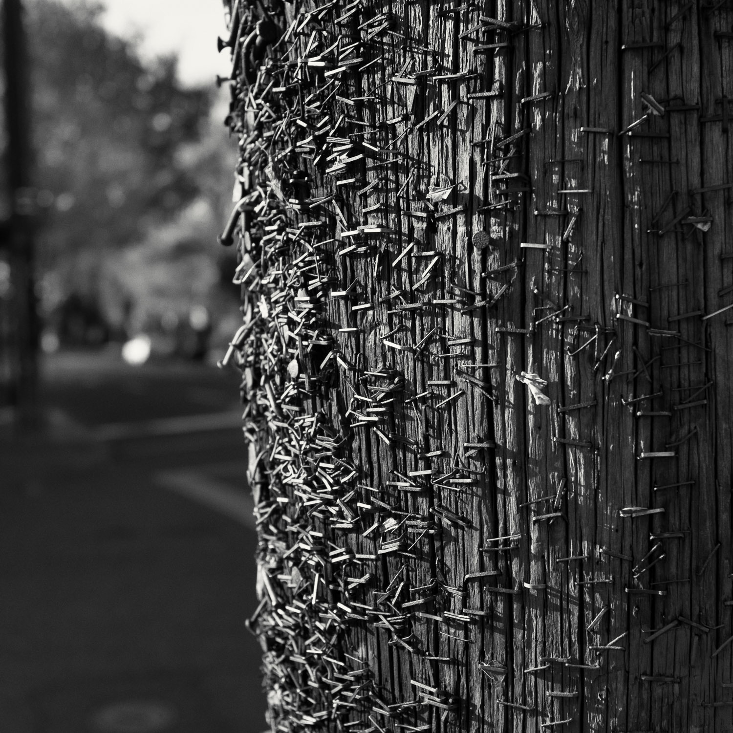 Close up of wooden telephone pole studded with old staples and nails