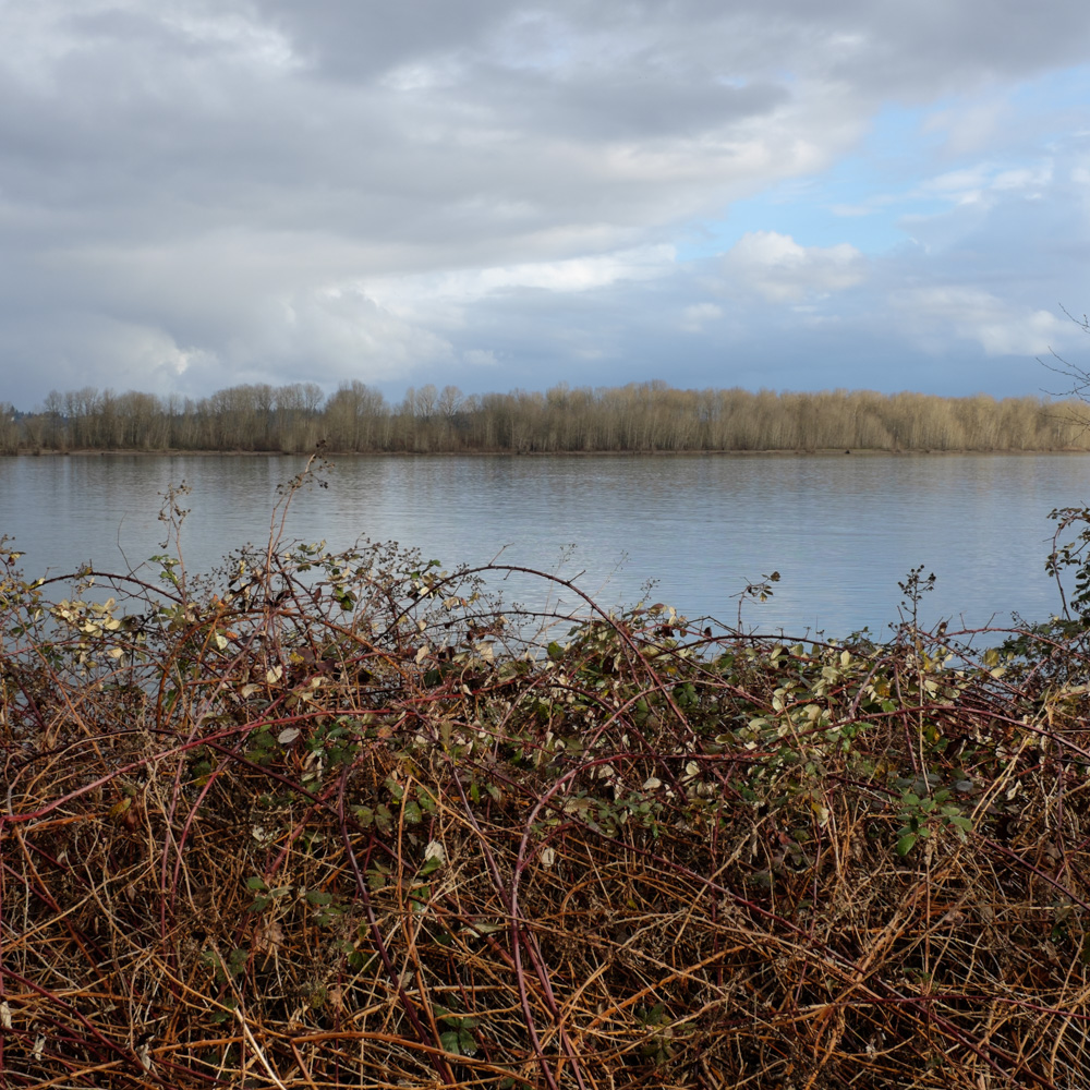 Blackberry bushes in the foreground with the Columbia River beyond it under a blue sky with fluffy white clouds.