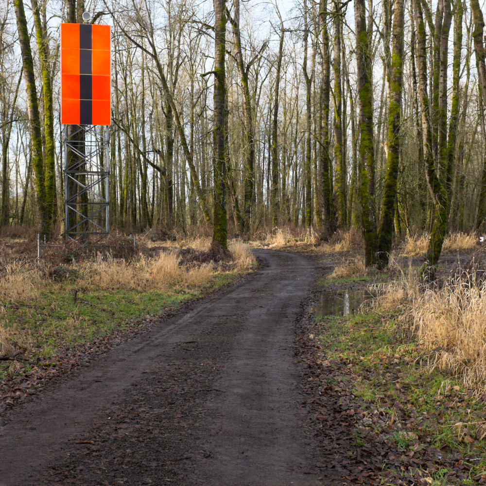 A dirt road leading into long thin trees covered with moss.